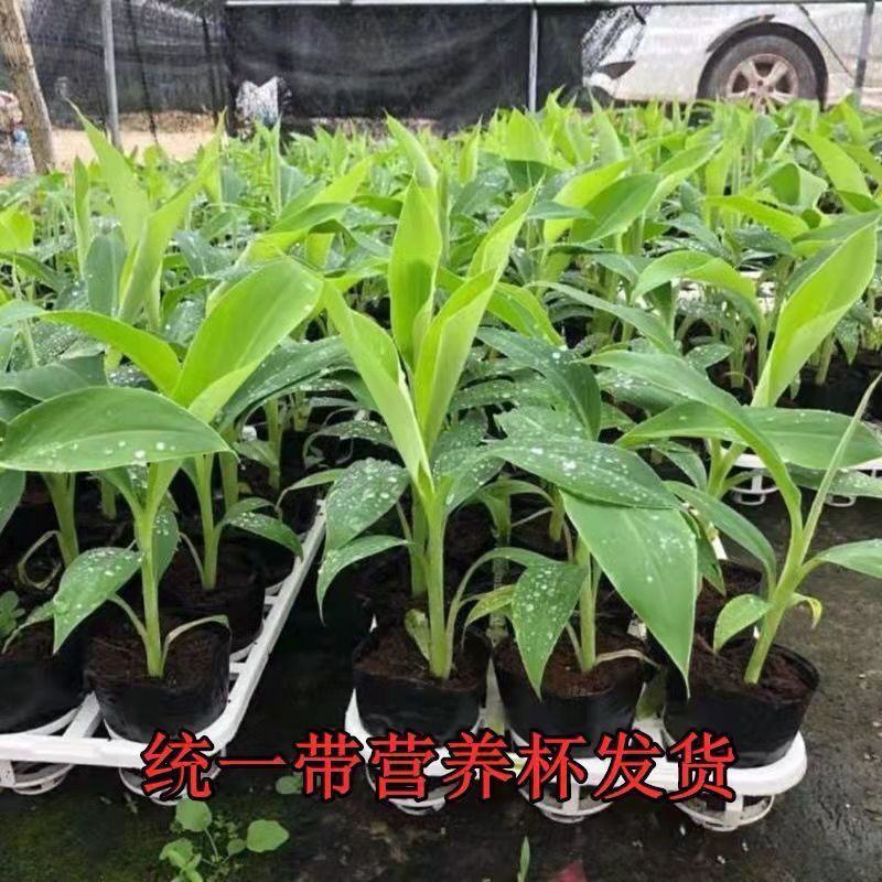 广西正宗香蕉树苗威廉斯B6香蕉苗南方种植营养杯当年结果
