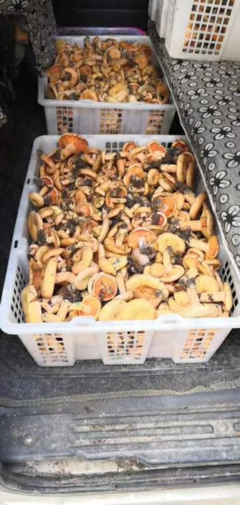 奶江菌