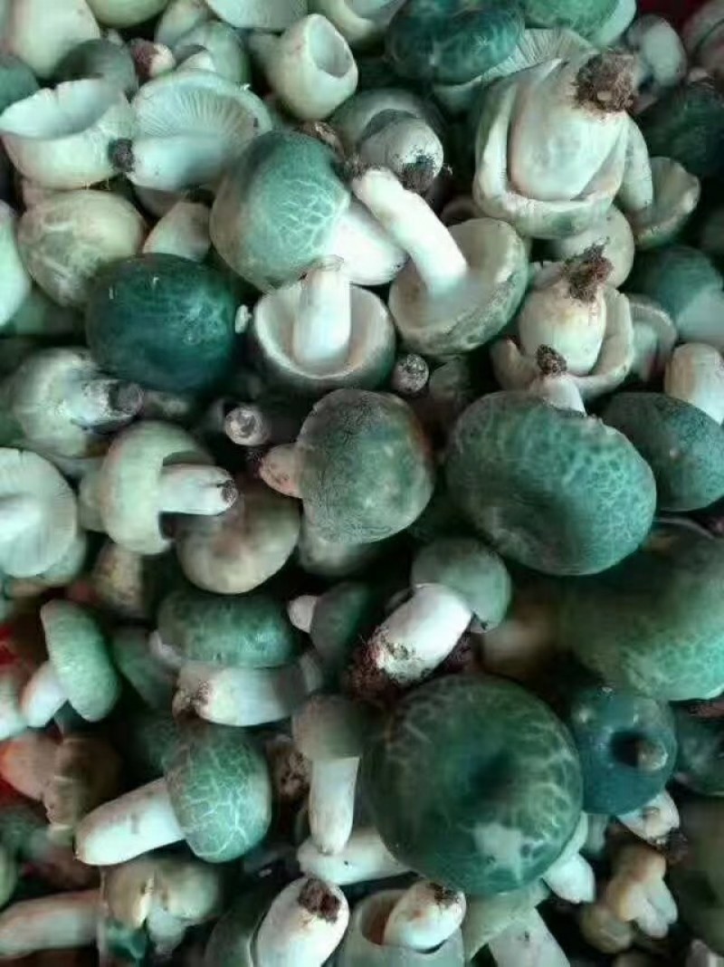 奶江菌