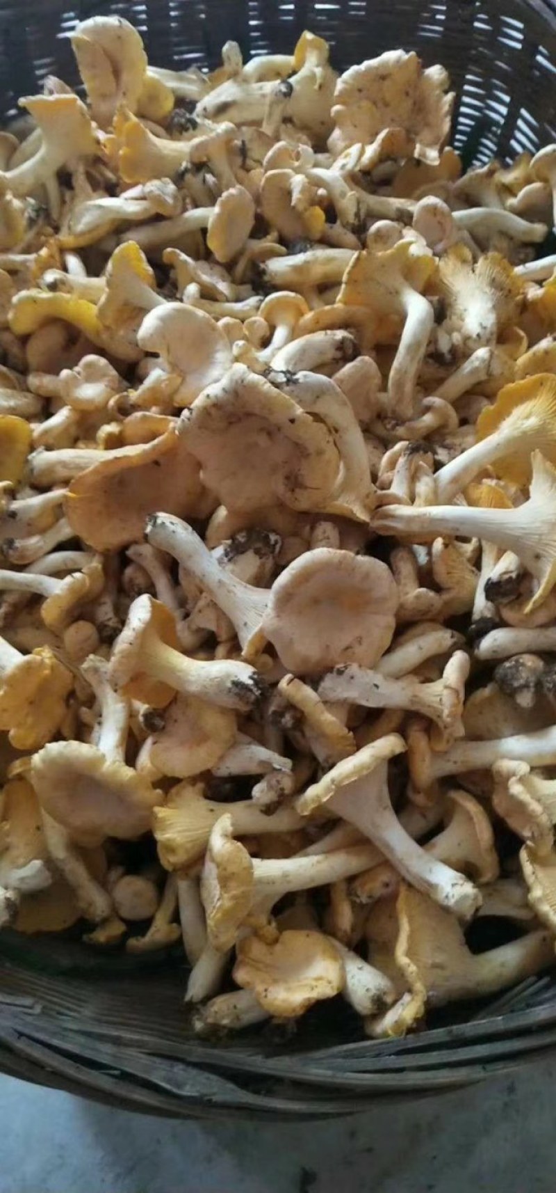 奶江菌