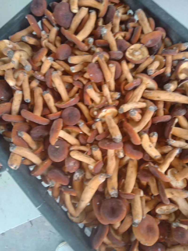 奶江菌