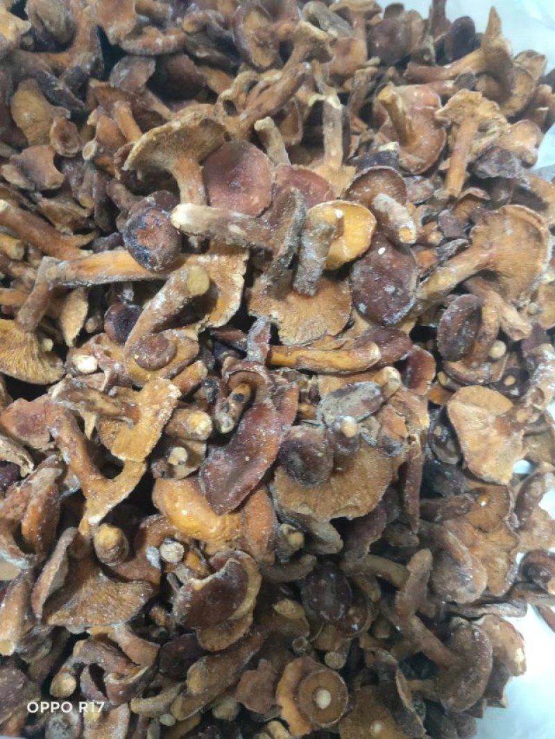 奶江菌