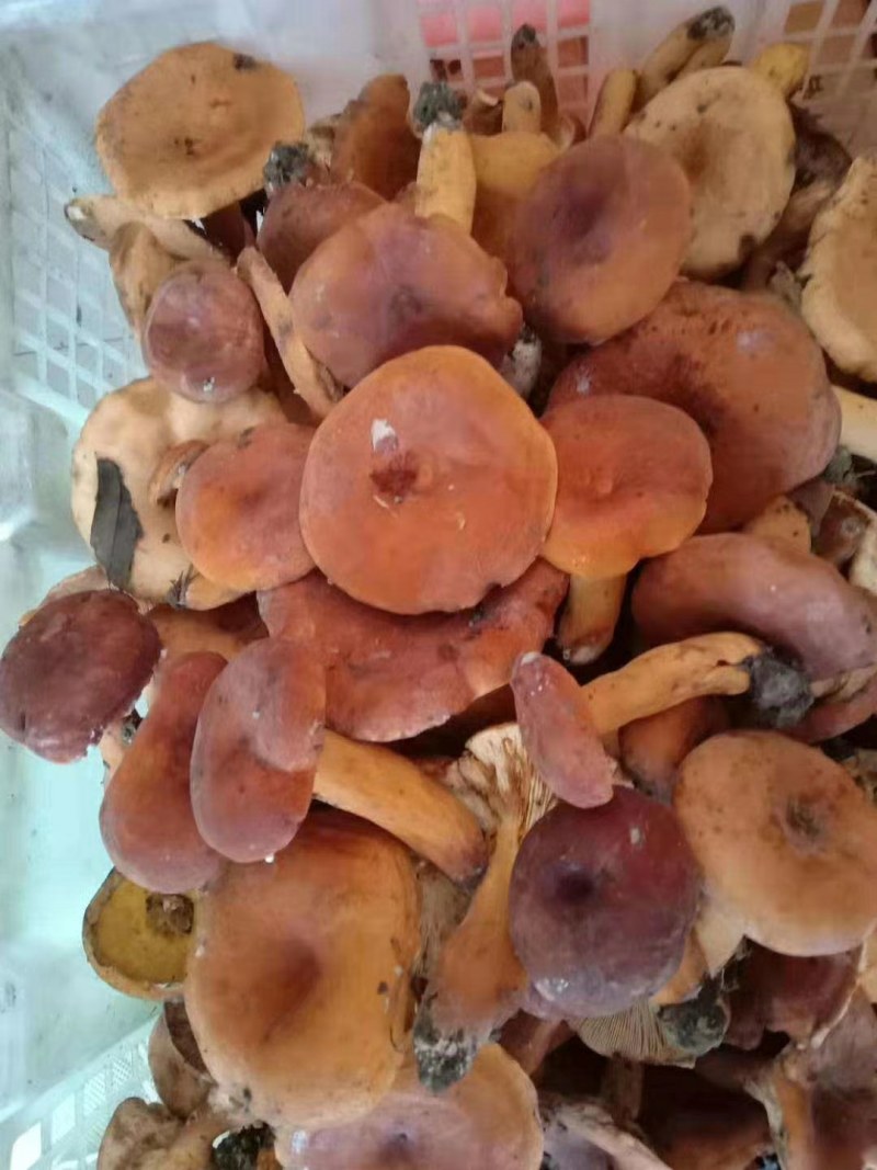 奶江菌