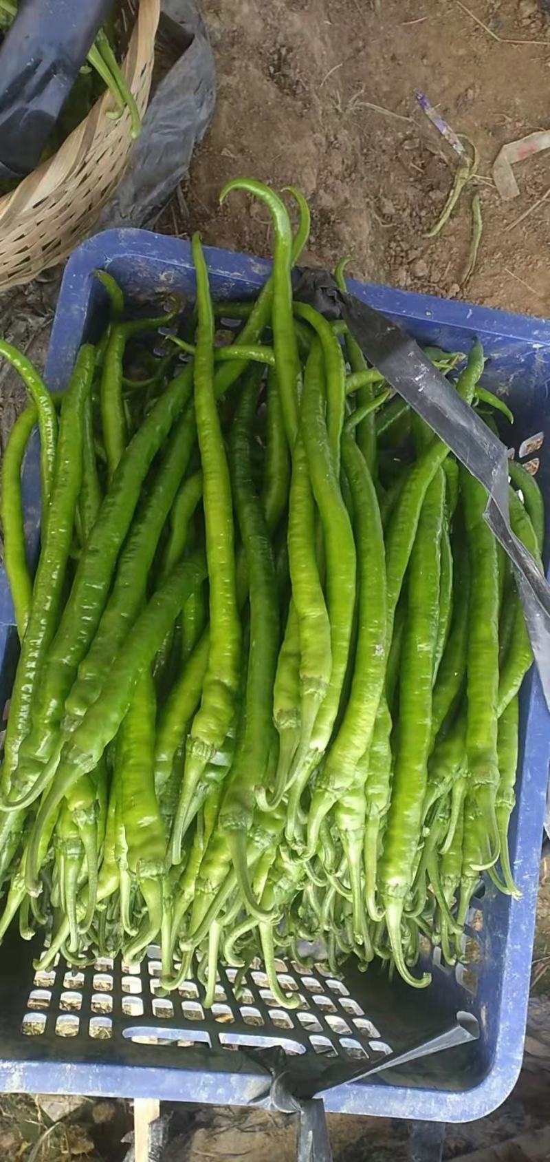 云南大青豆，线椒玉米大量供应