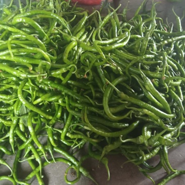 云南大青豆，线椒玉米大量供应