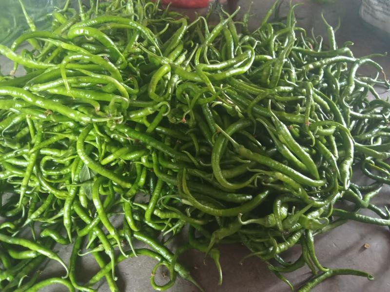 云南大青豆，线椒玉米大量供应