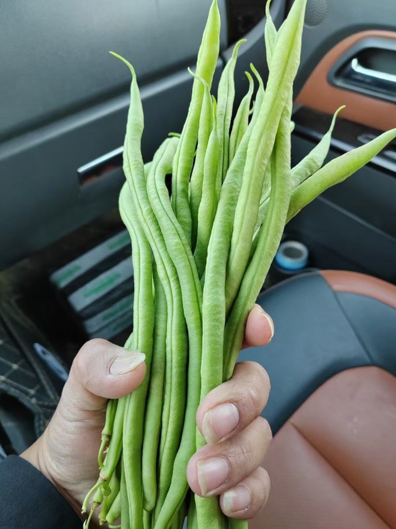 云南大青豆，线椒玉米大量供应
