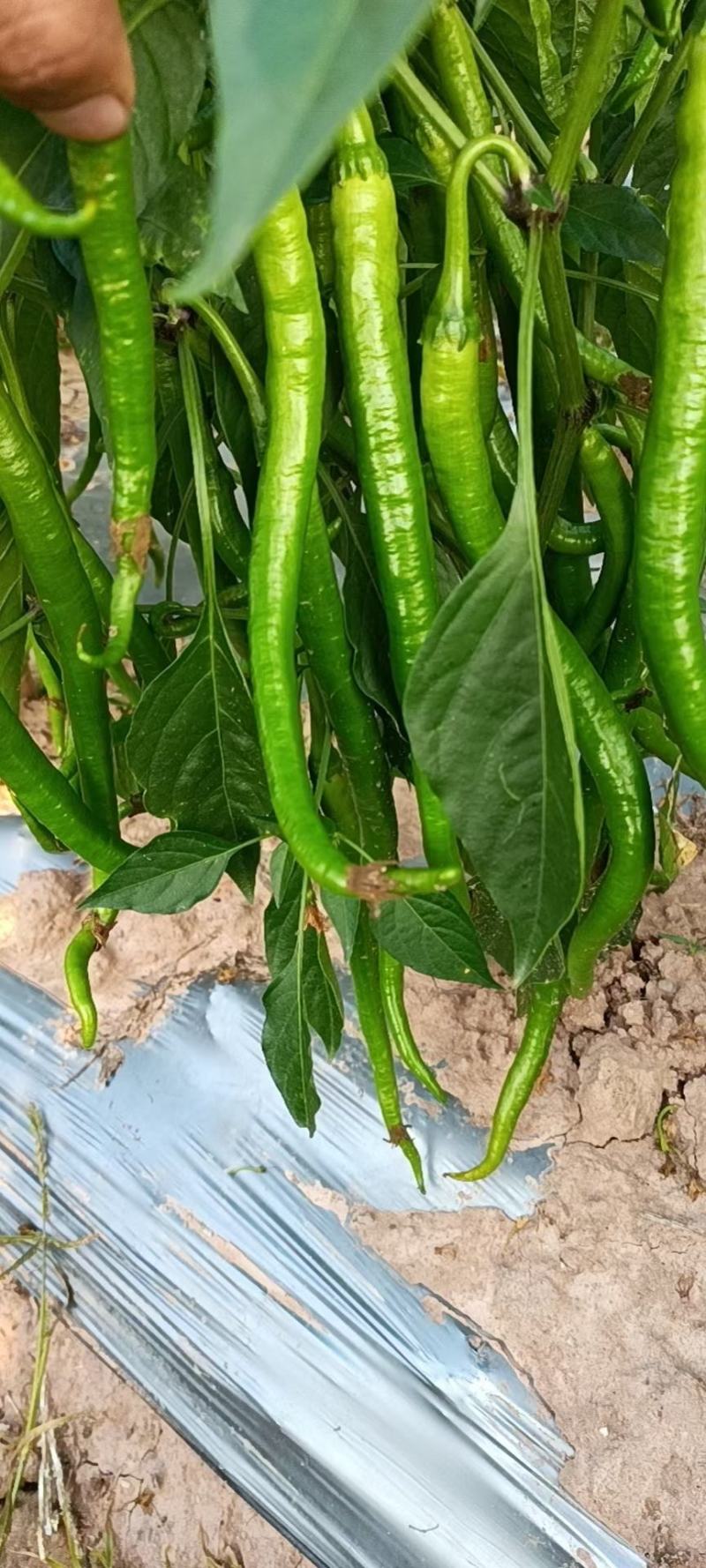 云南大青豆，线椒玉米大量供应