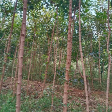 低价出售2公分元宝枫五角枫，根系发达，保质保量，诚信经营