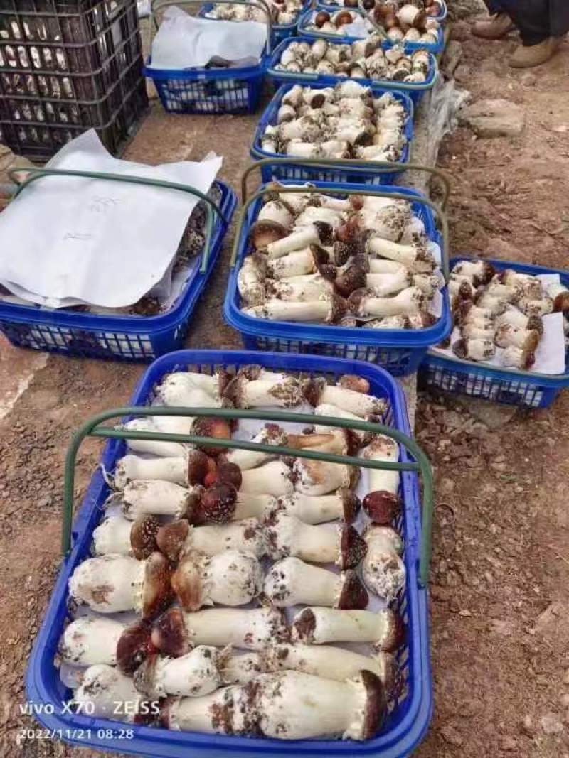新鲜赤松茸质量保障量大从优对接全国欢迎订购