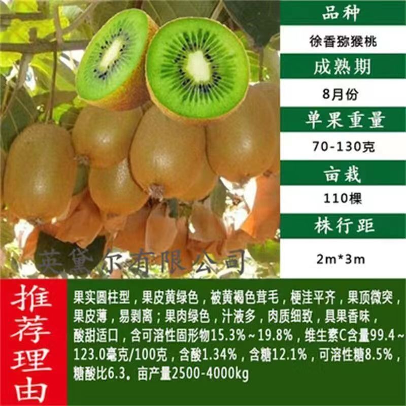 正宗嫁接软枣猕猴桃树苗庭院阳台盆栽南北方可种当年结果猕猴
