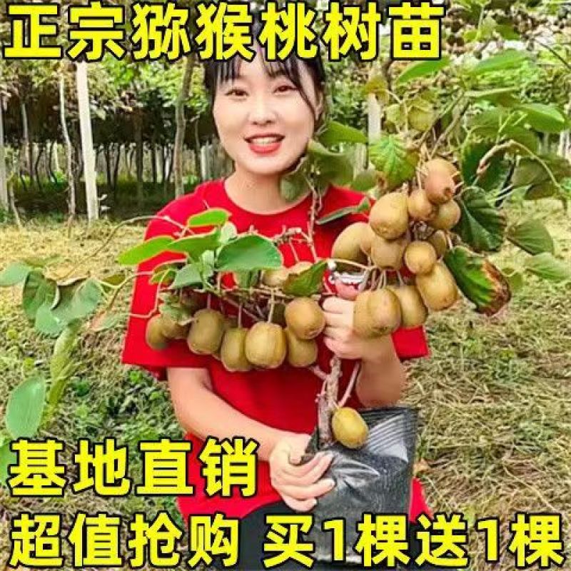 正宗嫁接软枣猕猴桃树苗庭院阳台盆栽南北方可种当年结果猕猴