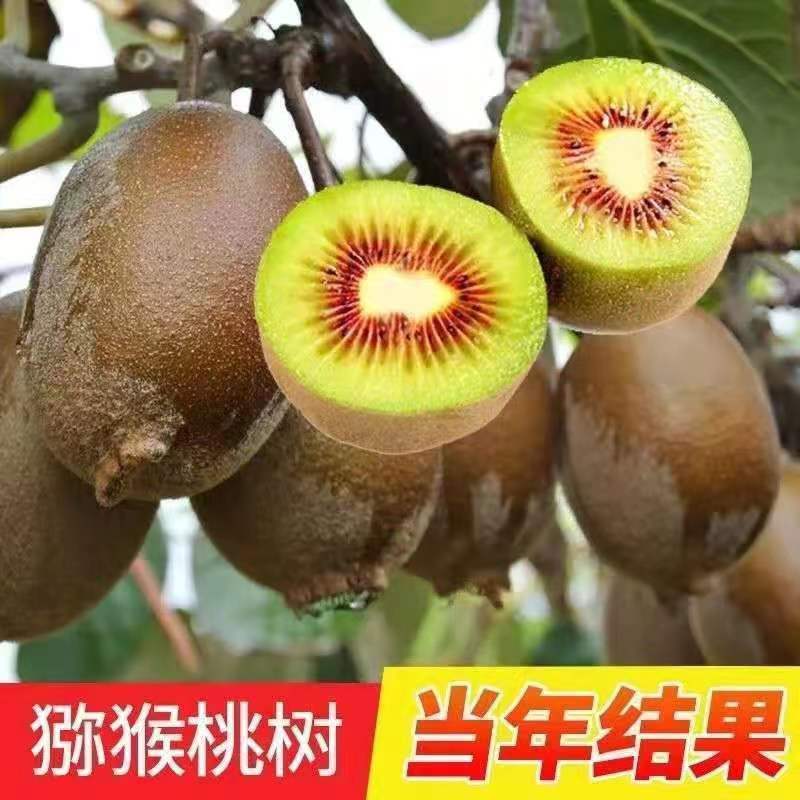 正宗嫁接软枣猕猴桃树苗庭院阳台盆栽南北方可种当年结果猕猴