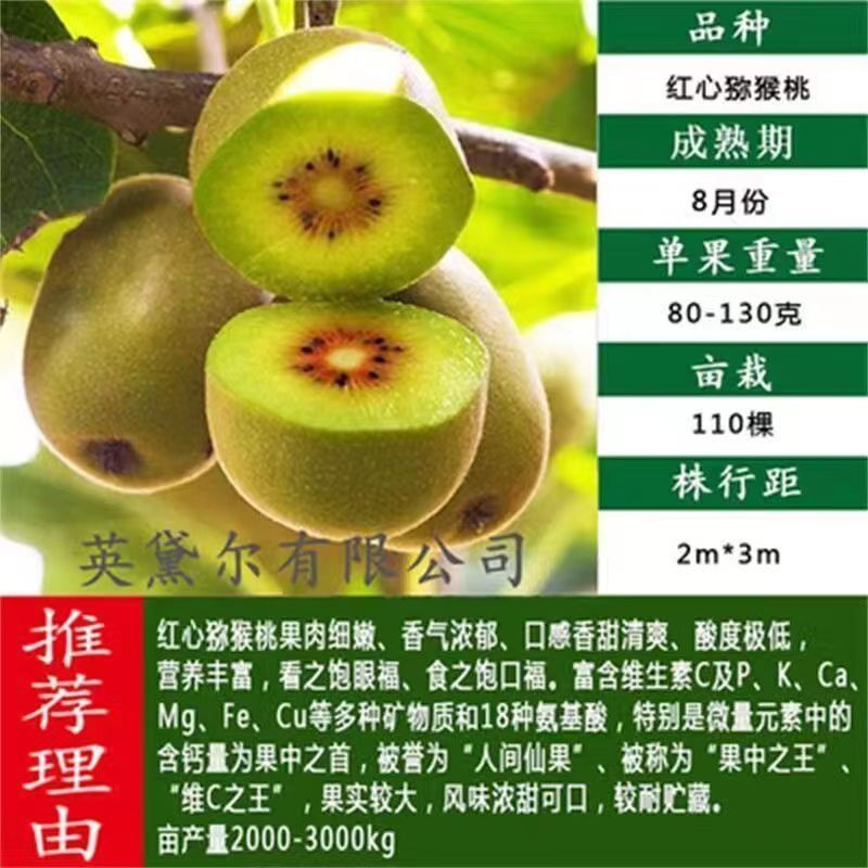 正宗嫁接软枣猕猴桃树苗庭院阳台盆栽南北方可种当年结果猕猴