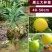 嫁接耀堂仙桃苗正宗蛋黄果苗树苗南北方种植1个2斤当年结果