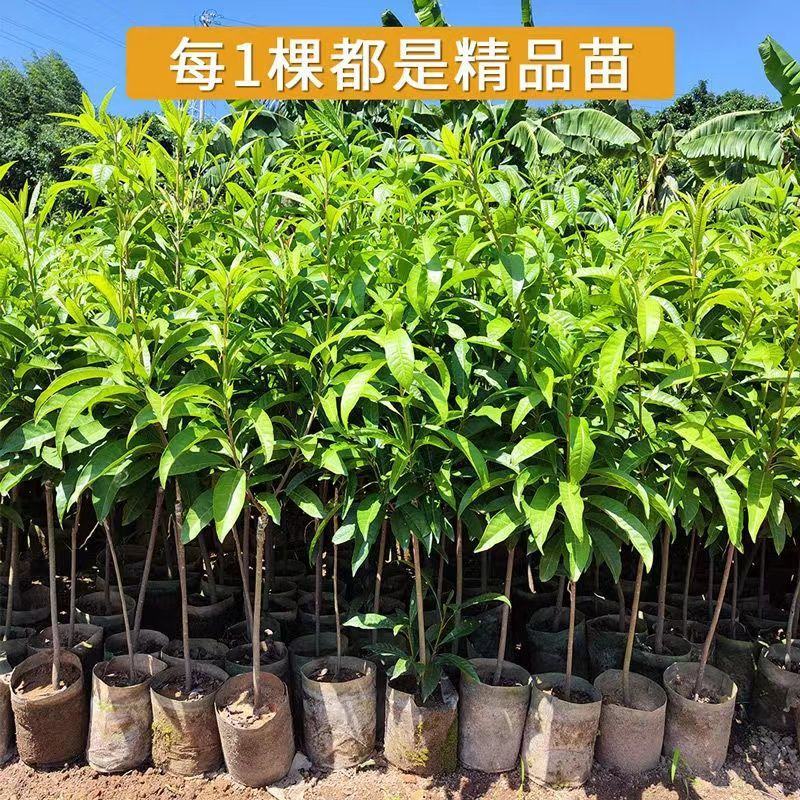 嫁接耀堂仙桃苗正宗蛋黄果苗树苗南北方种植1个2斤当年结果