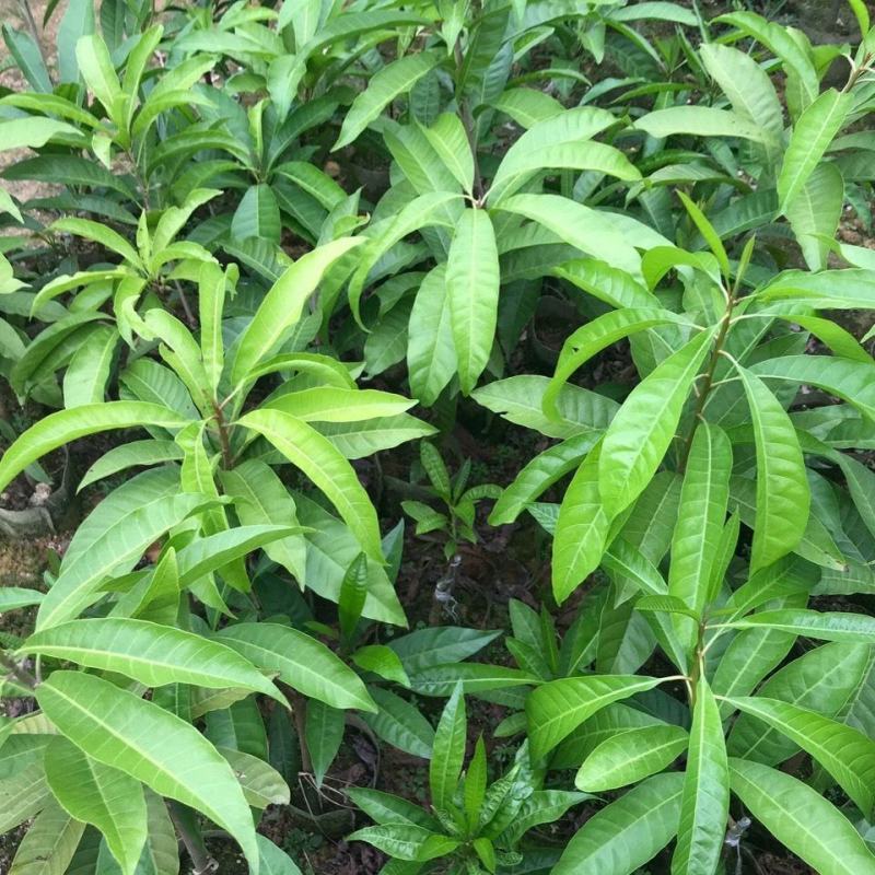 嫁接耀堂仙桃苗正宗蛋黄果苗树苗南北方种植1个2斤当年结果