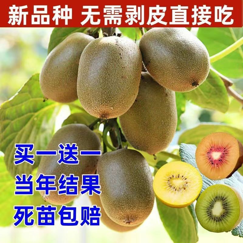 正宗嫁接软枣猕猴桃树苗庭院阳台盆栽南北方可种当年结果猕猴
