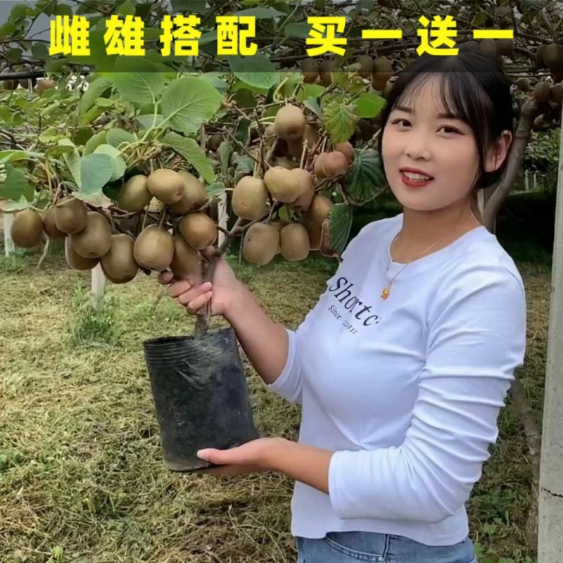 正宗嫁接软枣猕猴桃树苗庭院阳台盆栽南北方可种当年结果猕猴