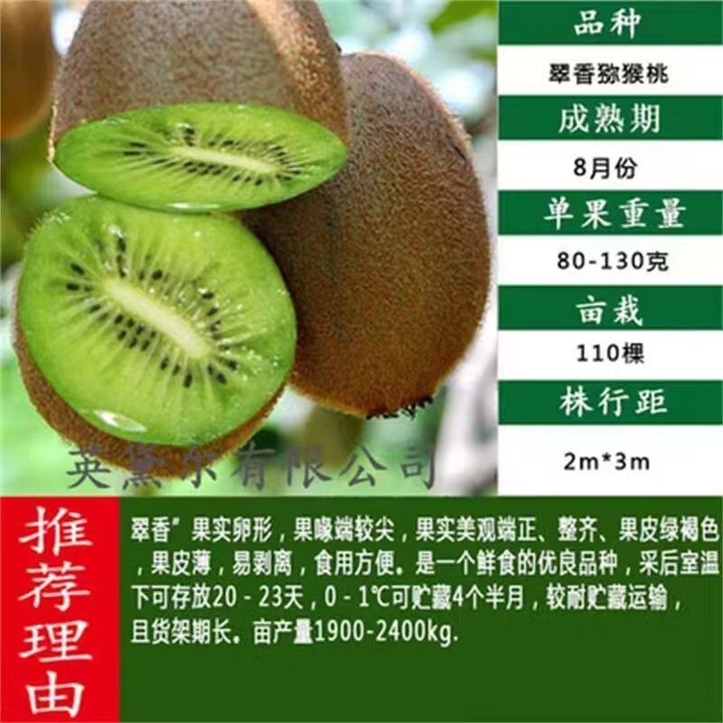 正宗嫁接软枣猕猴桃树苗庭院阳台盆栽南北方可种当年结果猕猴