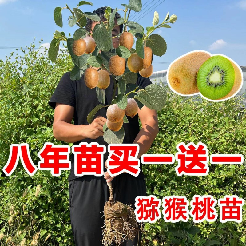 正宗嫁接软枣猕猴桃树苗庭院阳台盆栽南北方可种当年结果猕猴