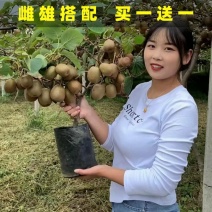 正宗嫁接软枣猕猴桃树苗庭院阳台盆栽南北方可种当年结果猕猴