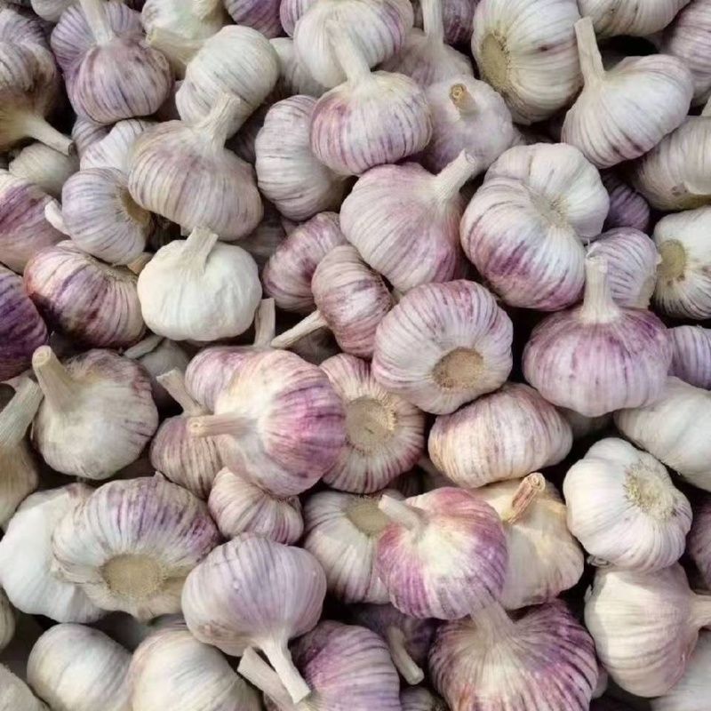 宁陵大蒜精品大蒜一手货源，价格有优势，产地货源充足