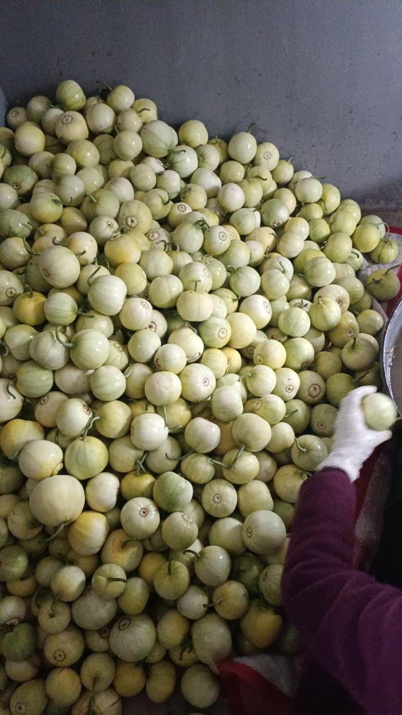 甜宝甜瓜大量上市欢迎新老客户打电话