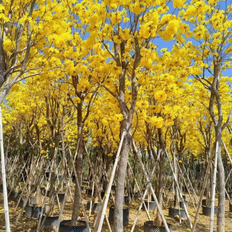 黄花风铃木5--15公分基地直发品质保证欢迎联系