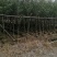 黄花风铃木5--15公分基地直发品质保证欢迎联系