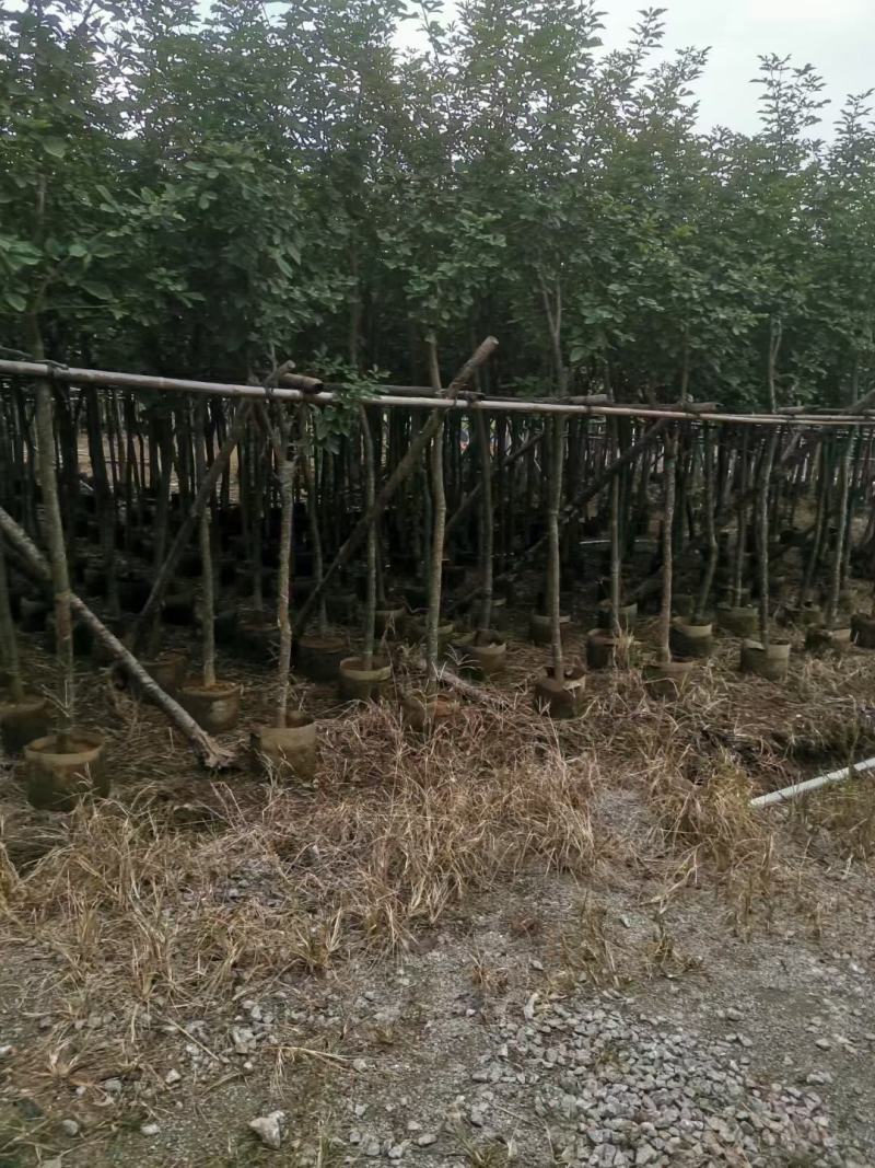 黄花风铃木5--15公分基地直发品质保证欢迎联系