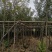 黄花风铃木5--15公分基地直发品质保证欢迎联系