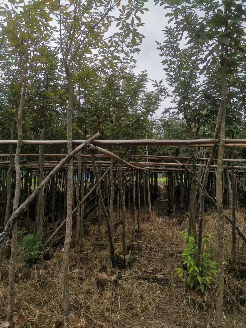 黄花风铃木5--15公分基地直发品质保证欢迎联系