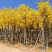 黄花风铃木5--15公分基地直发品质保证欢迎联系