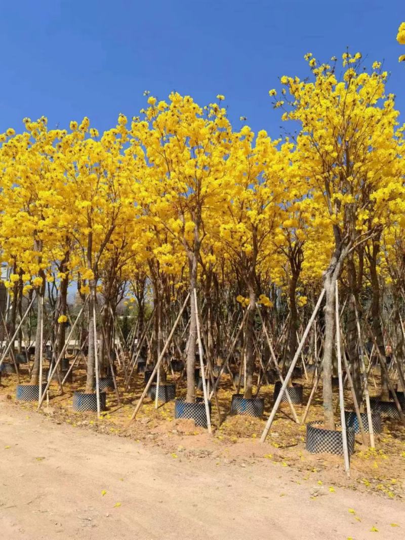 黄花风铃木5--15公分基地直发品质保证欢迎联系