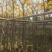 黄花风铃木5--15公分基地直发品质保证欢迎联系