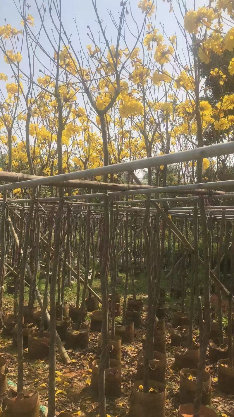 黄花风铃木5--15公分基地直发品质保证欢迎联系