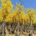 黄花风铃木5--15公分基地直发品质保证欢迎联系