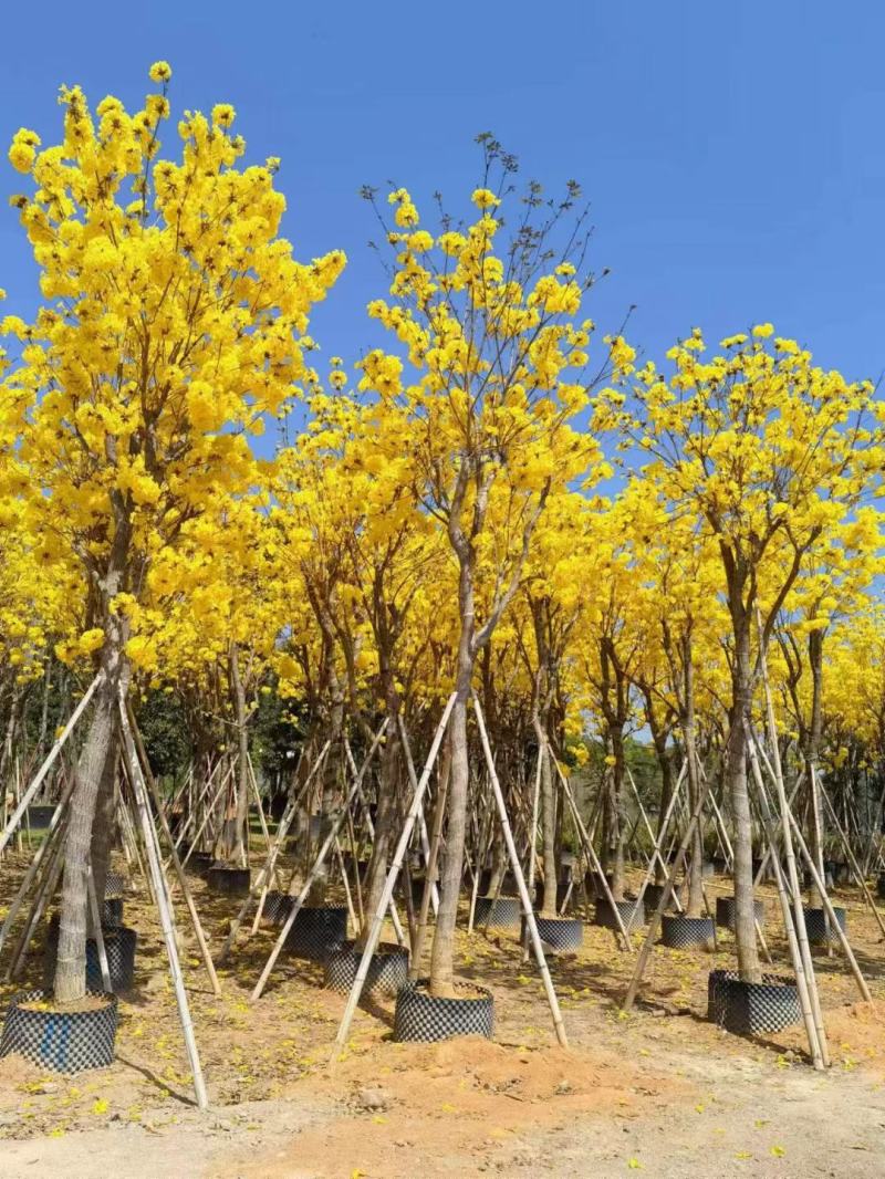 黄花风铃木5--15公分基地直发品质保证欢迎联系