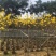黄花风铃木5--15公分基地直发品质保证欢迎联系