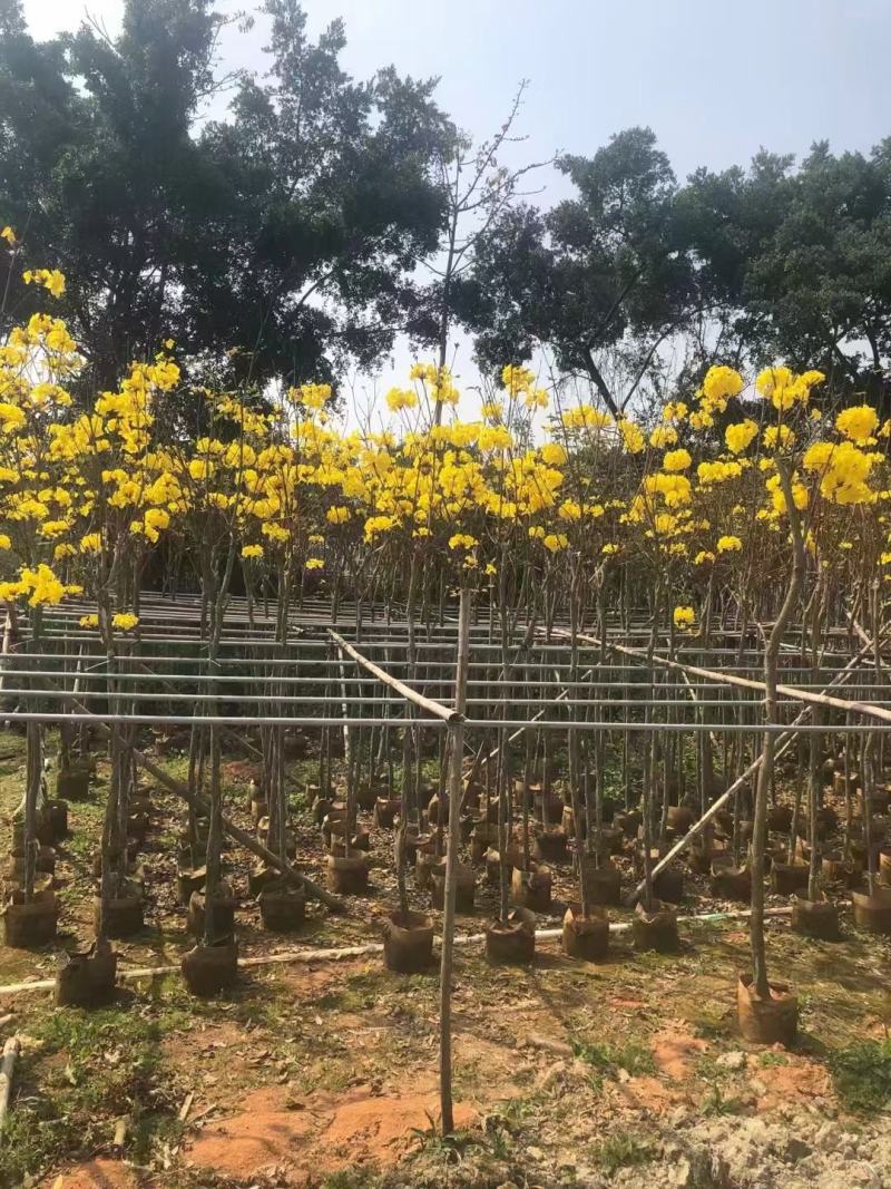 黄花风铃木5--15公分基地直发品质保证欢迎联系