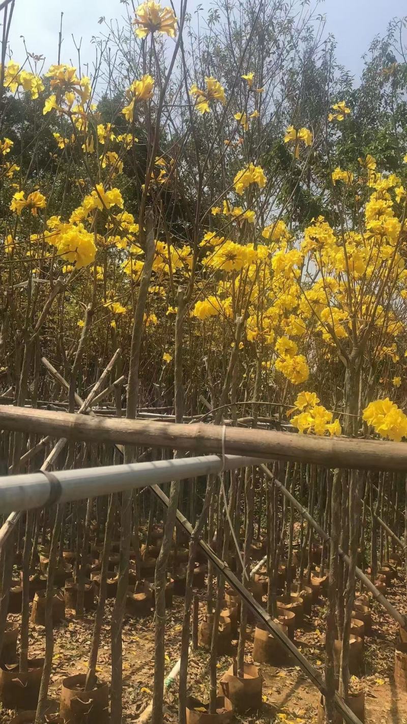 黄花风铃木5--15公分基地直发品质保证欢迎联系