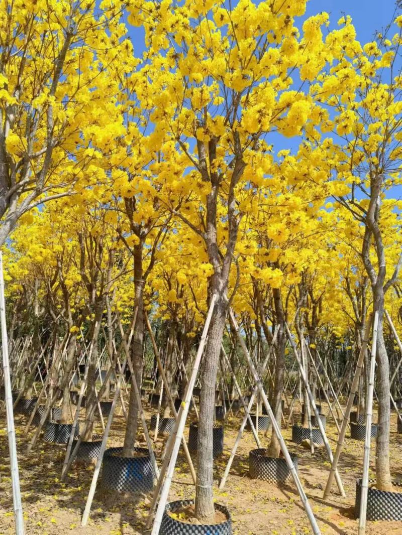 黄花风铃木5--15公分基地直发品质保证欢迎联系