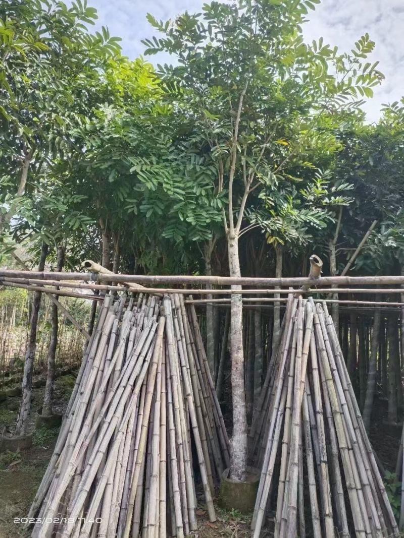 精品桃花心木基地直发品质保证一手货源量大从优