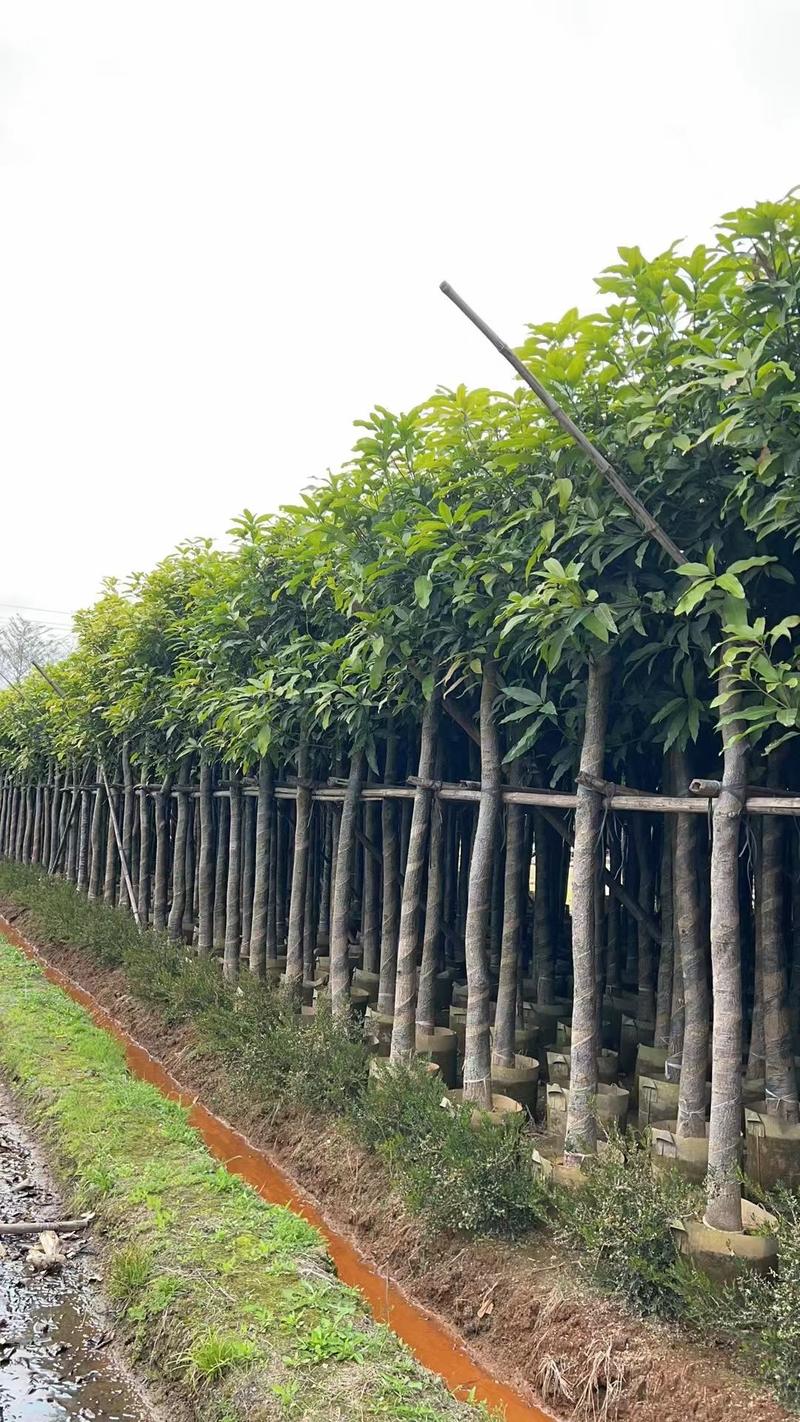 广东芒果树规格齐全量大从优品质保证欢迎联系