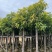 广东芒果树规格齐全量大从优品质保证欢迎联系