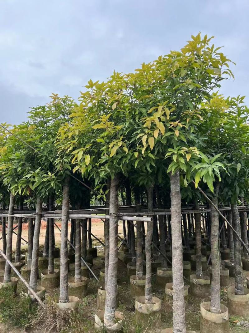 广东芒果树规格齐全量大从优品质保证欢迎联系
