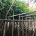 广东芒果树规格齐全量大从优品质保证欢迎联系