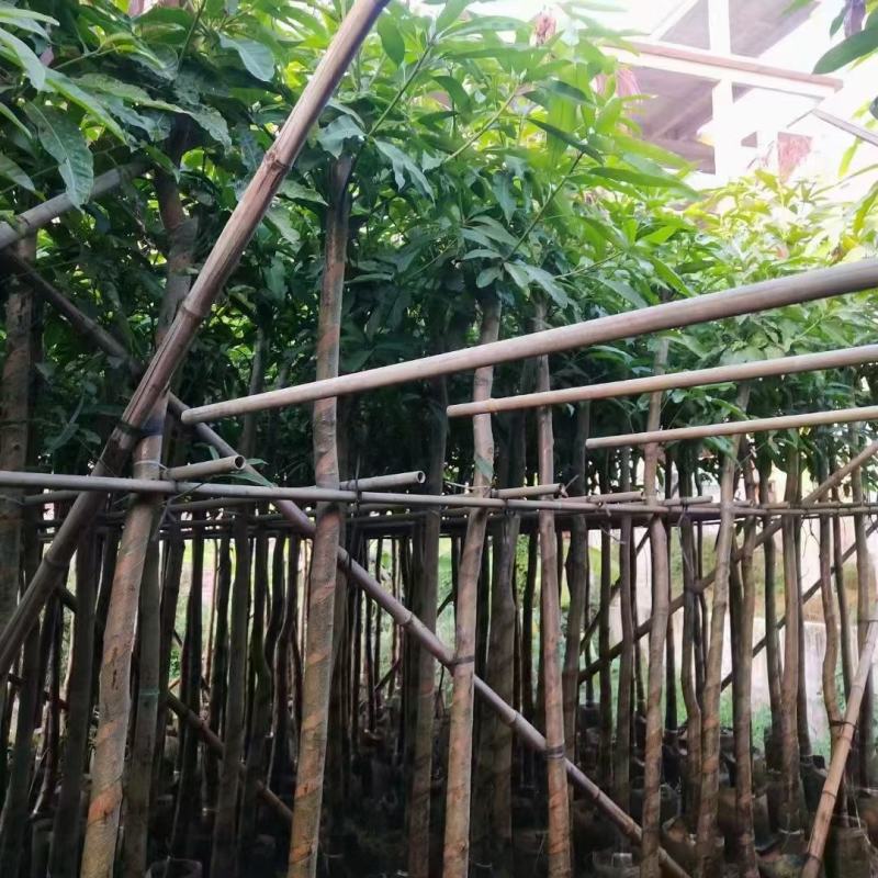 广东芒果树规格齐全量大从优品质保证欢迎联系