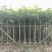 广东芒果树规格齐全量大从优品质保证欢迎联系